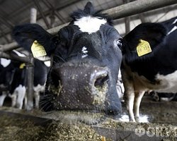 Беркут не позволил митингующим завести в Раду корову