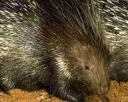 В столичном зоопарке родился дикобраз