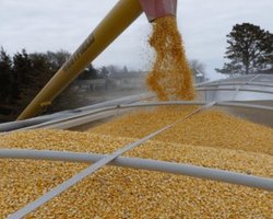 Альтернативный маршрут: Литва предложила возить зерно из Украины через страны Балтии