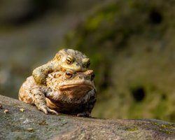 Апокаліпсис у Німеччині: тисячі жаб вибухнули загадковим чином, що сталося насправді