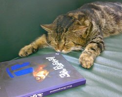 В России кот устроился на работу в детскую библиотеку