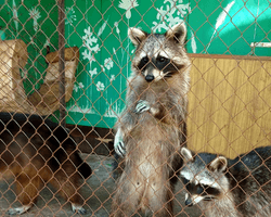 Загинули мавпи, єноти та поні: у Новій Каховці затопило зоопарк "Казкова діброва" (відео)