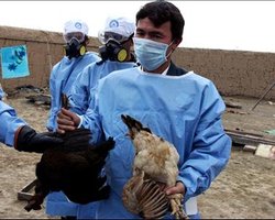 Птичий грипп уничтожат через несколько лет, - ФАО