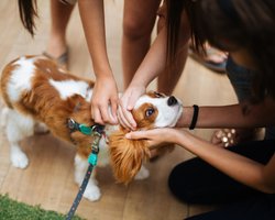 Які собаки найдовше живуть: 7 порід, відомі довголіттям і відданістю