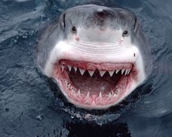 В Египте пострадал украинец в результате нападения акулы