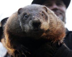 Сурок Фил предсказал долгую зиму