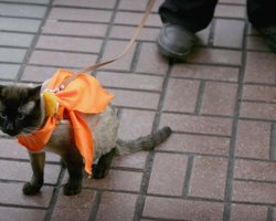 Ни одна страна не поздравила Украину с Днем свободы