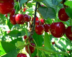 Морозы уничтожили около 40% урожая вишни и черешни, - эксперт