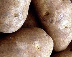 Цены на картофель должны снизиться на треть