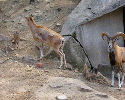В Киевском зоопарке не нашли нарушений