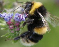 Деякі джмелі тижнями можуть дихати під водою: їхній секрет нарешті розкрито