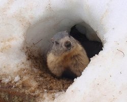 Украинцы на президентских выборах выбирают очередного "обнадеживающего сурка", - Тимошенко