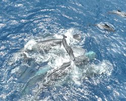 Кілька годин тримали дитя на поверхні: кашалоти допомагали дитинчаті з'явитися на світ (відео)
