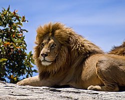 В Киевском зоопарке на посетителя напал лев