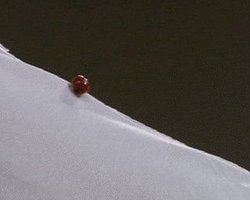 Эпизод с божьей коровкой во время матча Украина-Швеция стал самым обсуждаемым в интернете