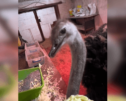 На Київщині тримають у гаражі страуса: поліція почала перевірку, власник відреагував (відео)