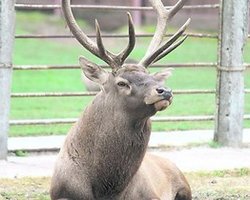 В Киевском зоопарке умирает последний краснокнижный олень, – СМИ