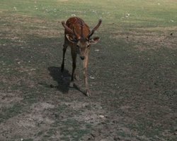 В Киевском зоопарке на глазах у посетителей родился олененок 