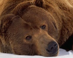 В киевском зоопарке отметят День медведя