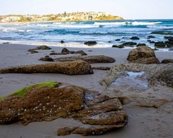 У каналізації оселилося "чудовисько" розміром із двох синіх китів: викидає на пляж кулі з фекалій