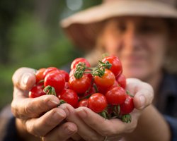 Вбивча спека. Як погода в Україні вплинула на овочі та зернові і чи очікувати на дефіцит