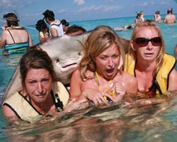 Дружелюбный скат стал звездой интернета