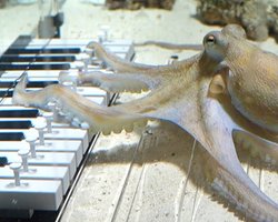 Шведский музыкант научил осьминога играть на пианино: как ему это удалось (видео)