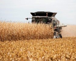 Рекорда не будет. В Минэкономики спрогнозировали снижение урожая зерновых на 20%