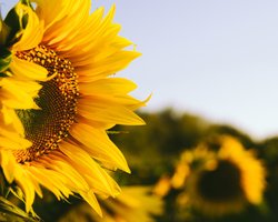 "Вероятность 99%": погода в 2020-м может стать самой жаркой в истории, — Укргидрометцентр