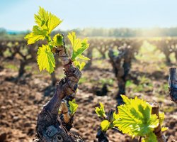 Чувство вина. Как побитая градом плантация виноградников превратилась в преуспевающую компанию