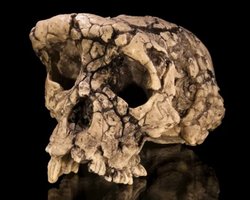 Этот примат, живший 7 млн лет назад, ходил на двух ногах и мог быть предком человека (фото)