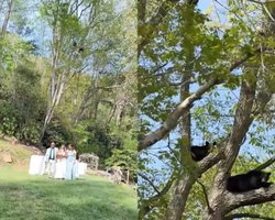 Незвані гості: сім'я ведмедів вирішила приєднатися до весільної церемонії (відео)