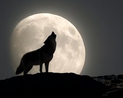 Первое небесное шоу 2026 года: 3 января на небе появится Волчья Луна и метеорный поток