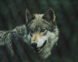 Считает Чернобыль своим домом: назван хищник, процветающий среди радиации (видео)