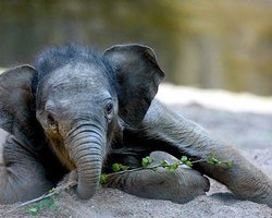 Киевский зоопарк приобретет слонов и гепардов