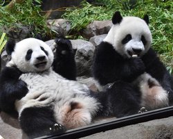 Китай отбирает у Японии панд, которые там жили 53 года