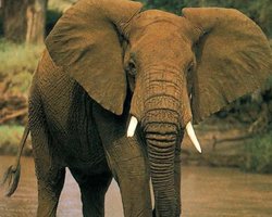 Африканські слони більше не хочуть перетинати континент: ізоляція вже змінила їхню ДНК