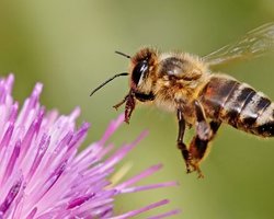 В Севастополе из-за аномально теплой погоды распустились цветы 