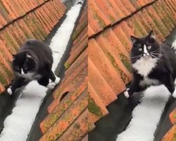 "Береже лапки": пухкий котик став інтернет-зіркою завдяки "акробатиці" на даху будинків (відео)