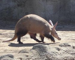 Названо найголоднішу істоту у світі: за ніч може поглинути 50 000 особин іншого виду