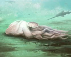 Найдавніший восьминіг у світі виявився підробкою: історію еволюції виду доведеться переписати (відео)