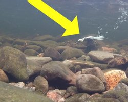 Певчая птица ходит и летает под водой: в горах Южной Азии обитает странное существо (видео)