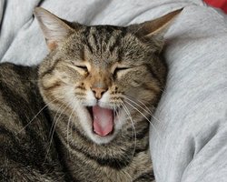 Супрун советует Зеленскому и Порошенко громко позевать перед публичными выступлениями