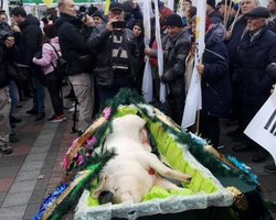 Протестующие против рынка земли принесли под Раду свинью в гробу