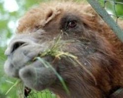 Киевский зоопарк: верблюдицу отравили террористы