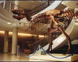 Динозавры вымерли из-за отставания в сексуальной эволюции, - ученые