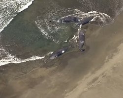 Землетрясение на Камчатке убило китов и кашалотов в Японии (видео)