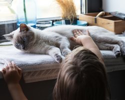 Эти 7 котов сведут вас с ума — и вы их за это полюбите (фото)