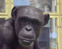 Читала китайською та англійською: ким була 49-річна шимпанзе, яка нещодавно померла (фото)