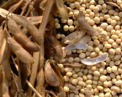  Испания намерена приостановить импорт сои и биоэтанола из Аргентины